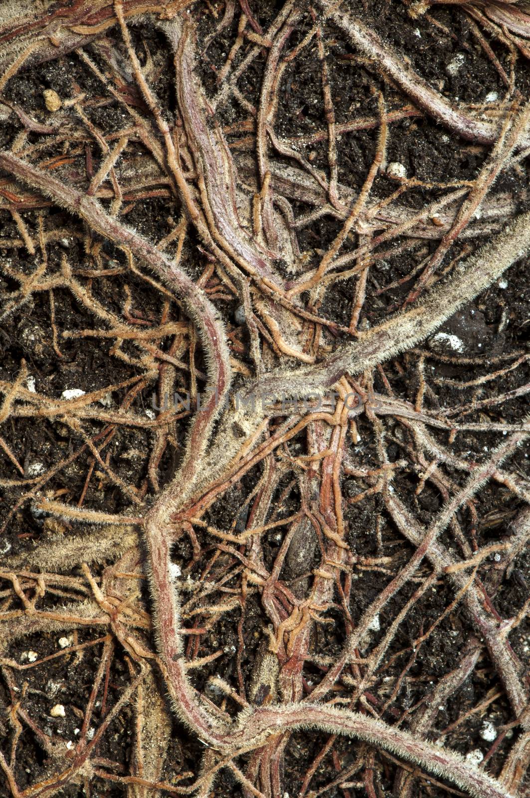 Roots of a flower closeup