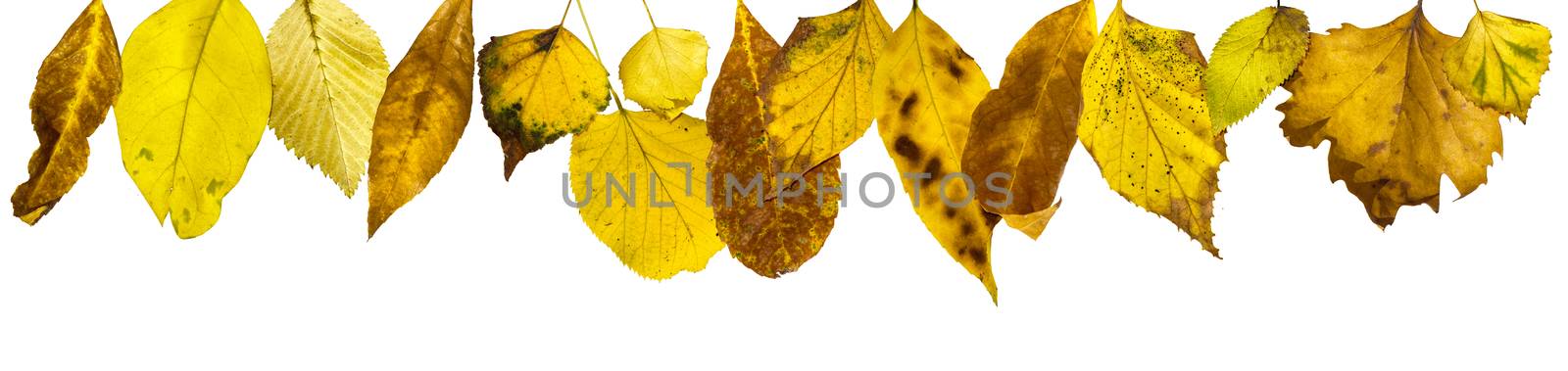 Border of autumn leaves.White isolated copy space. 