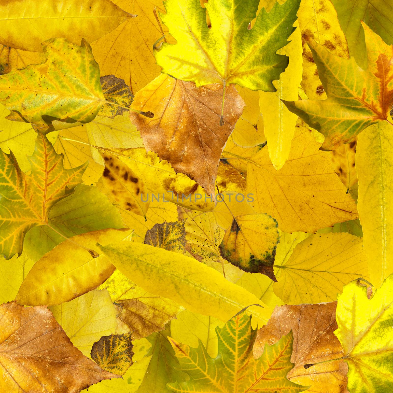 Autumn leaves background. Pile of leaves close up