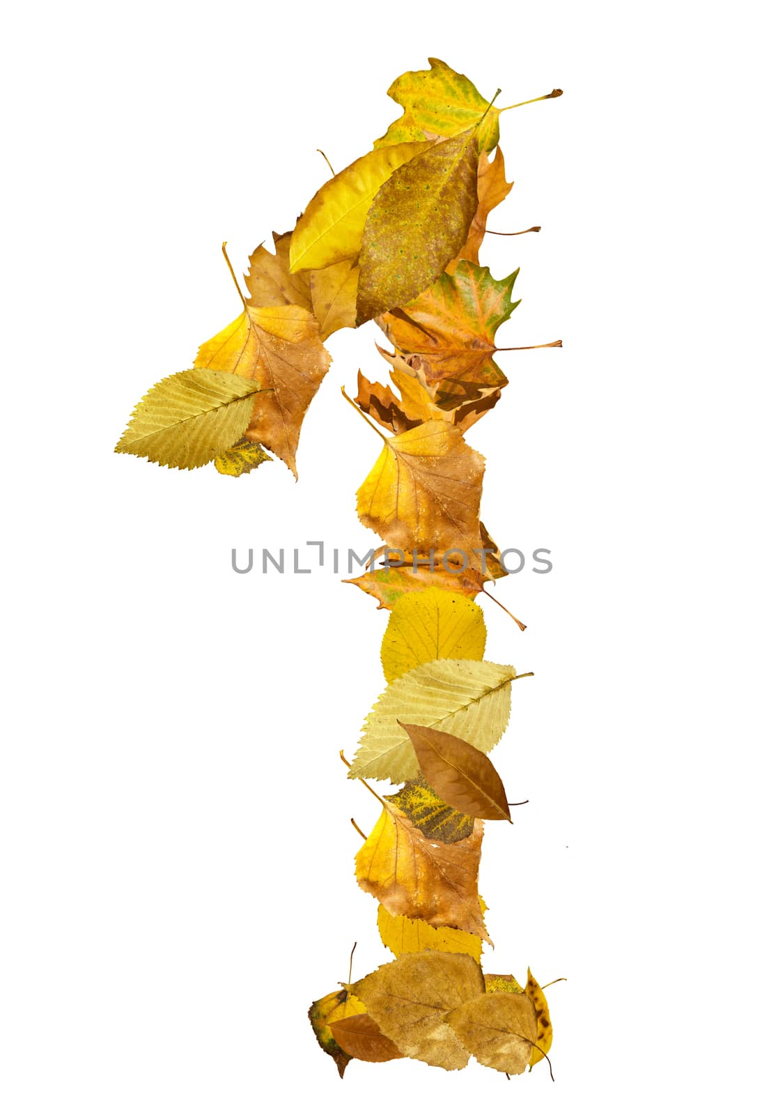 Number One made of autumn leaves. White isolated