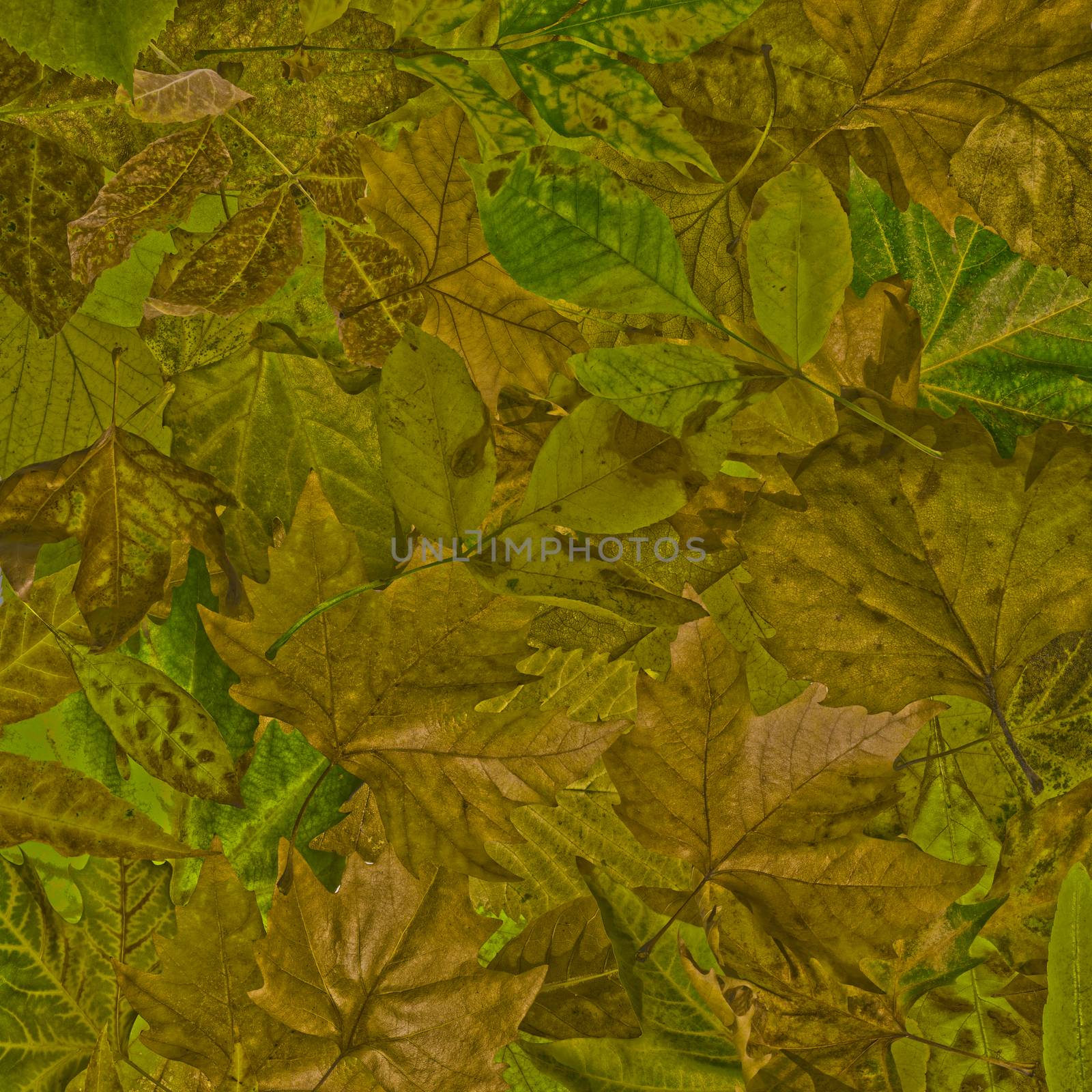 Autumn leaves background by deyan_georgiev