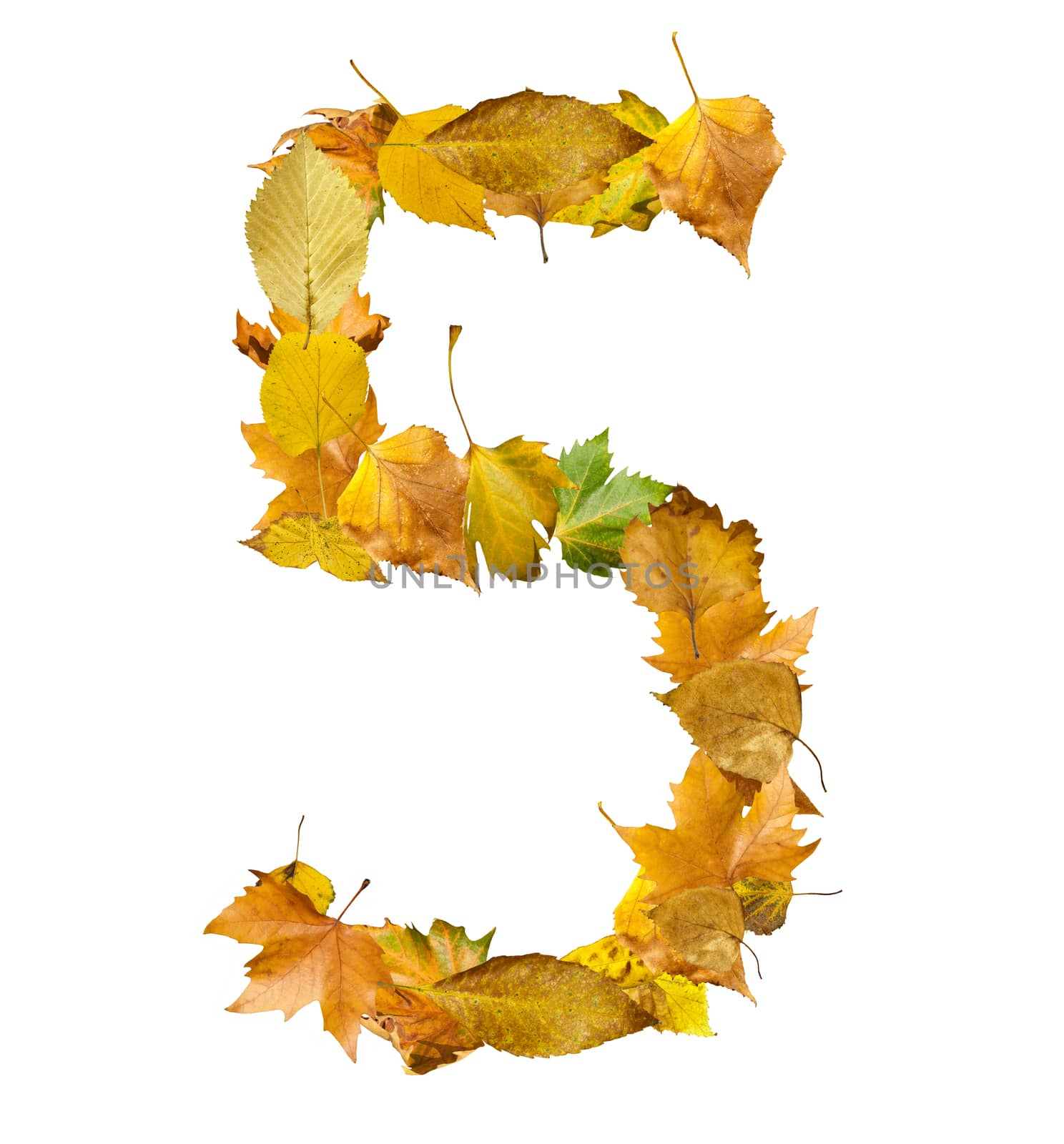 Number five made of autumn leaves. by deyan_georgiev