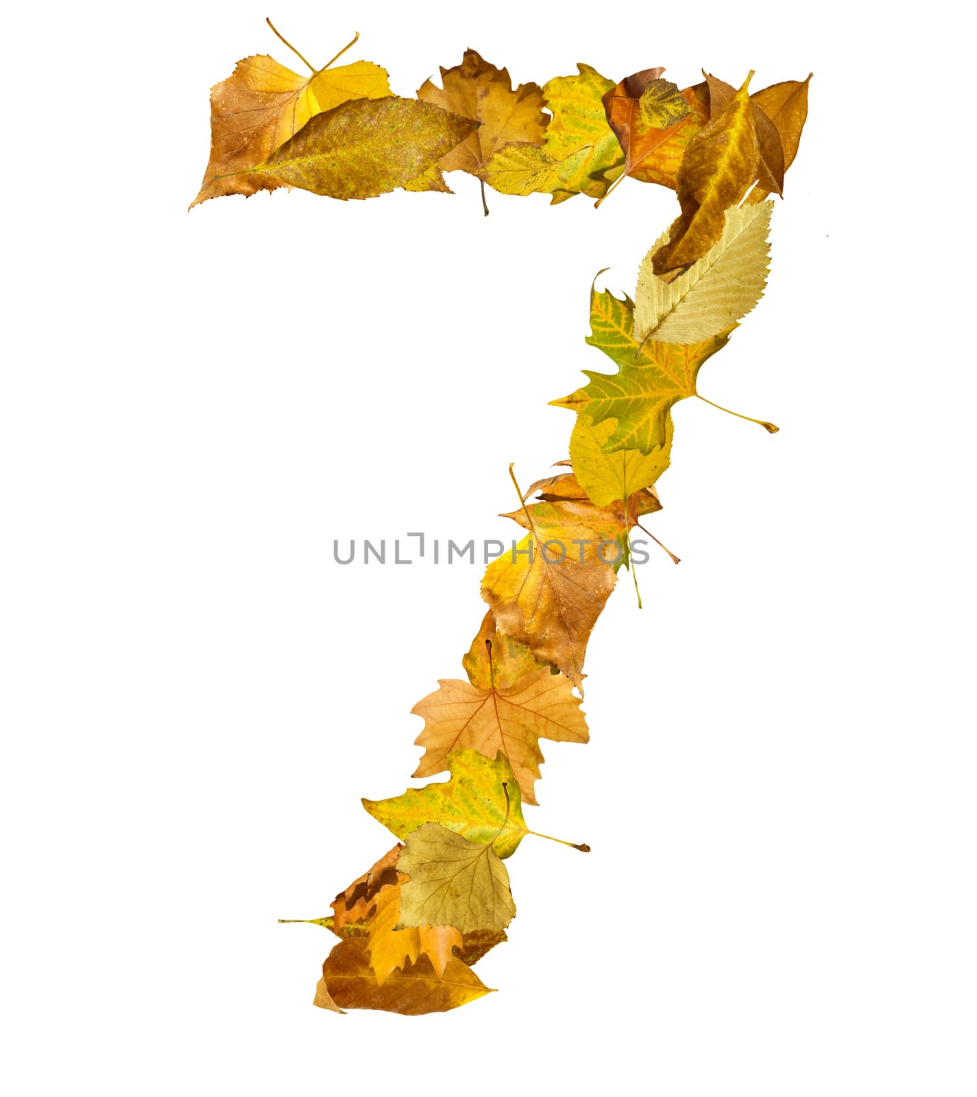 Number seven made of autumn leaves. White isolated