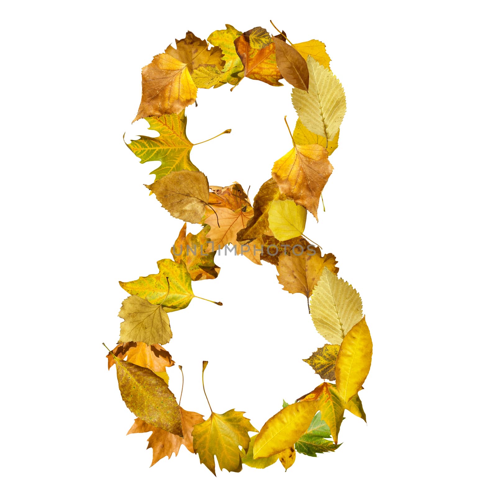 Number eight made of autumn leaves. White isolated