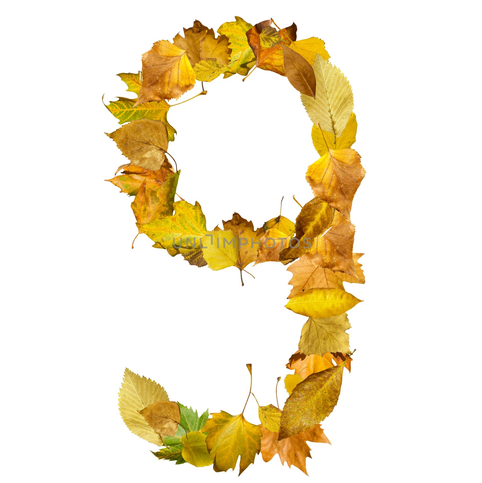 Number nine made of autumn leaves. White isolated