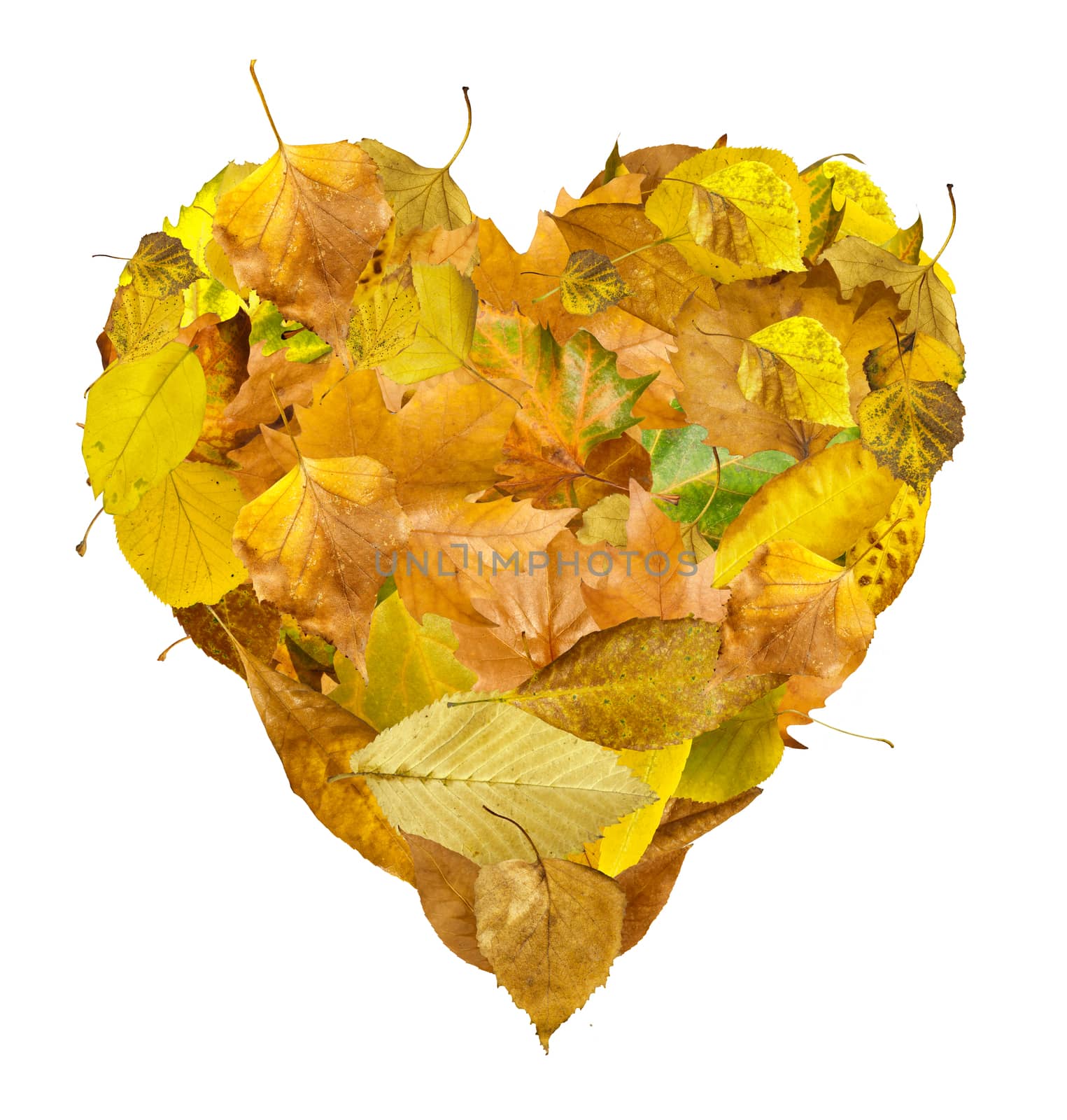 Heart made of autumn leaves. White isolated