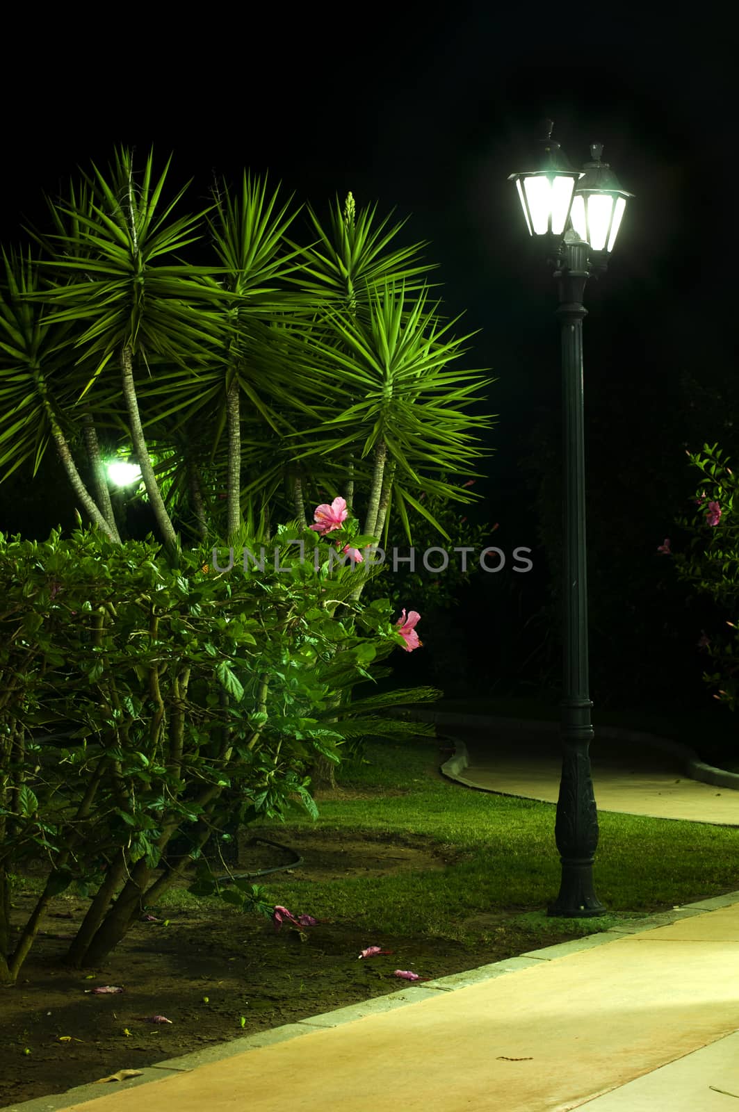 Night picture of the lamp in the park by deyan_georgiev