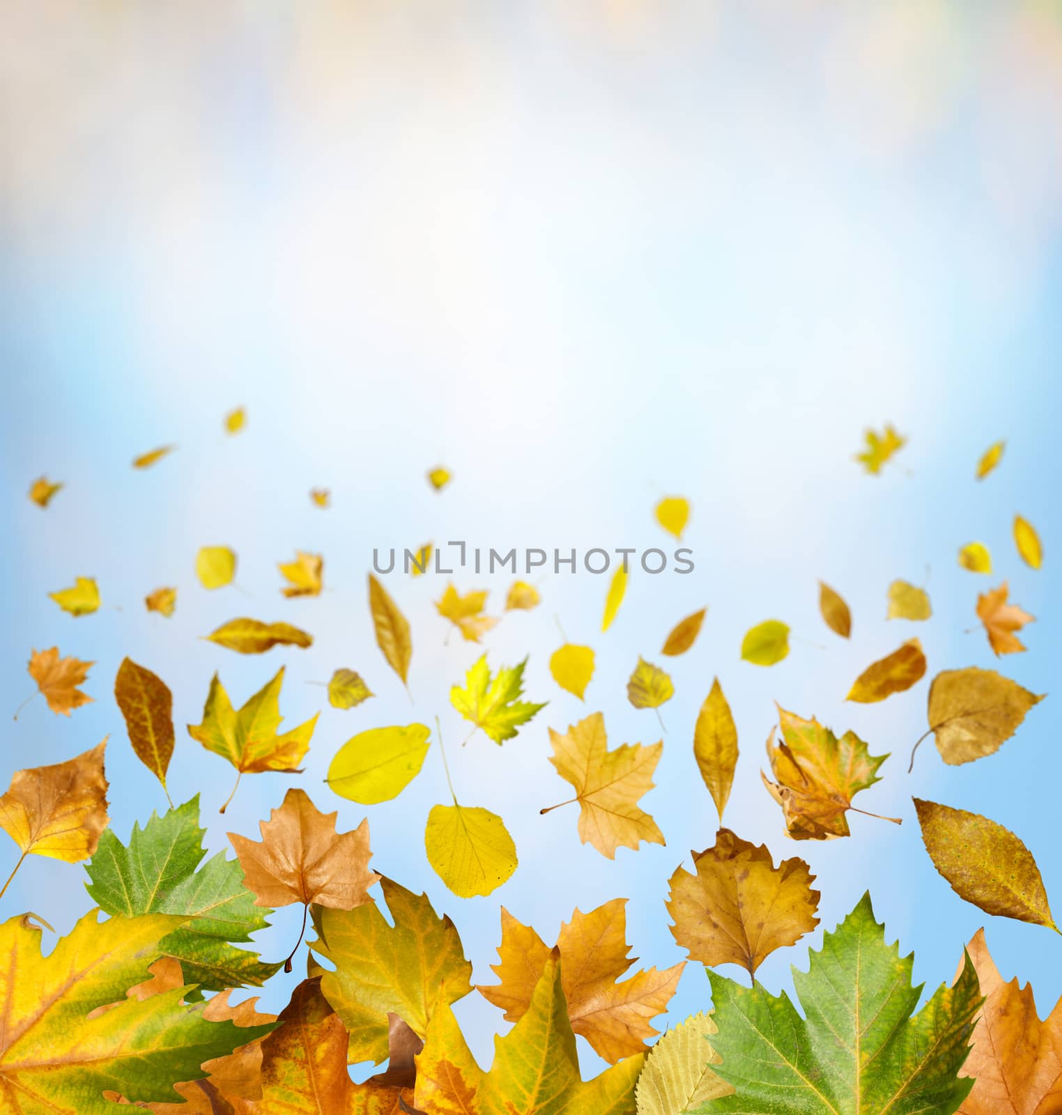 Border of autumn leaves by deyan_georgiev