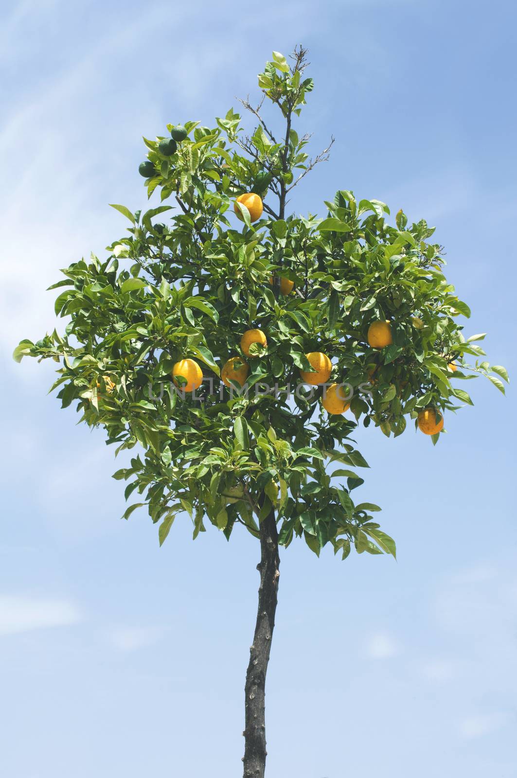 Orange tree with fruits. Yang tree