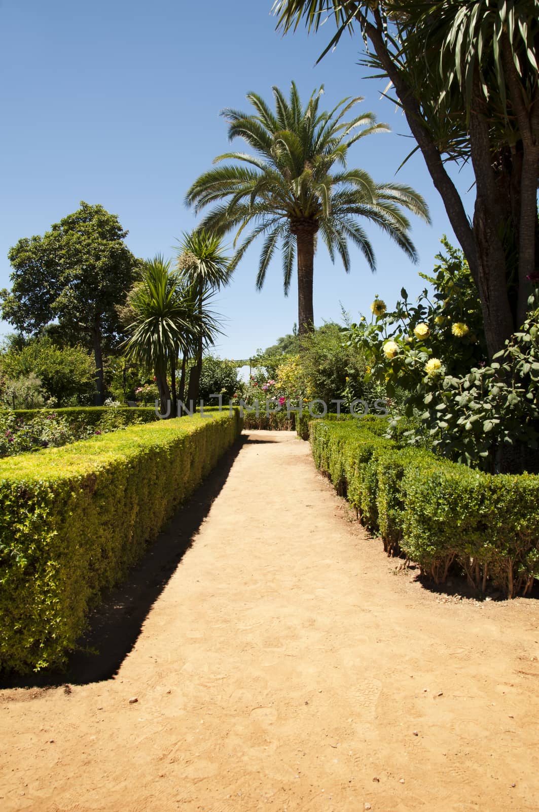 Garden with green bushes and alleys