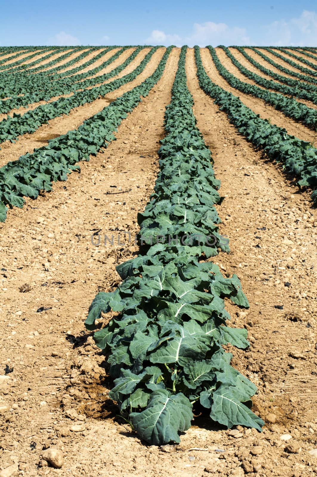 Cabbage plantation. Cabbage arranged in rows, clean soil.