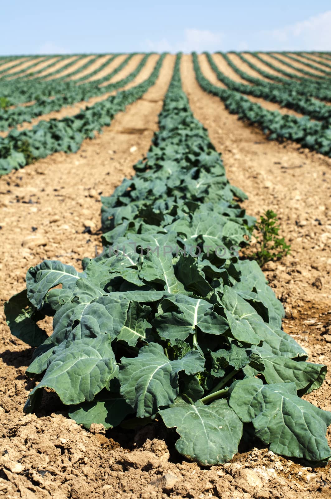 Cabbage plantation. Cabbage arranged in rows, clean soil.