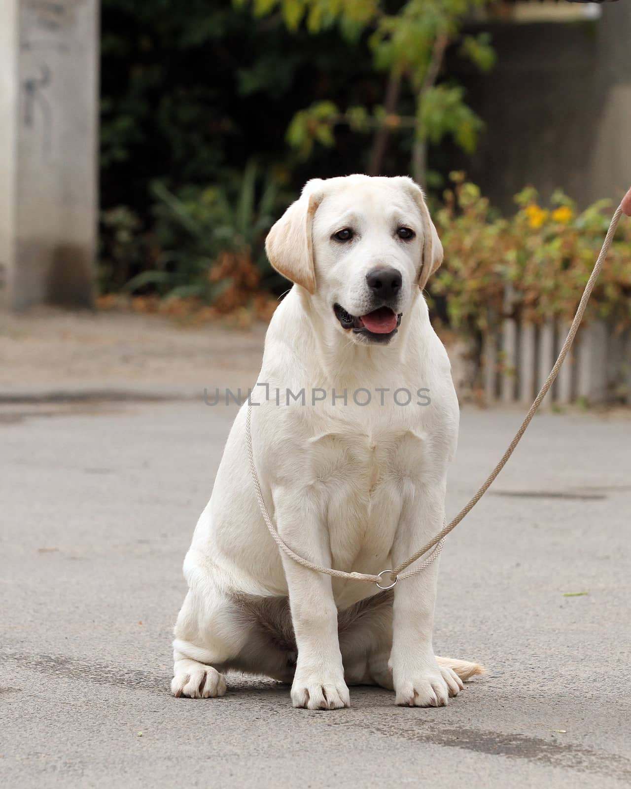 yellow labrador sitting in the park