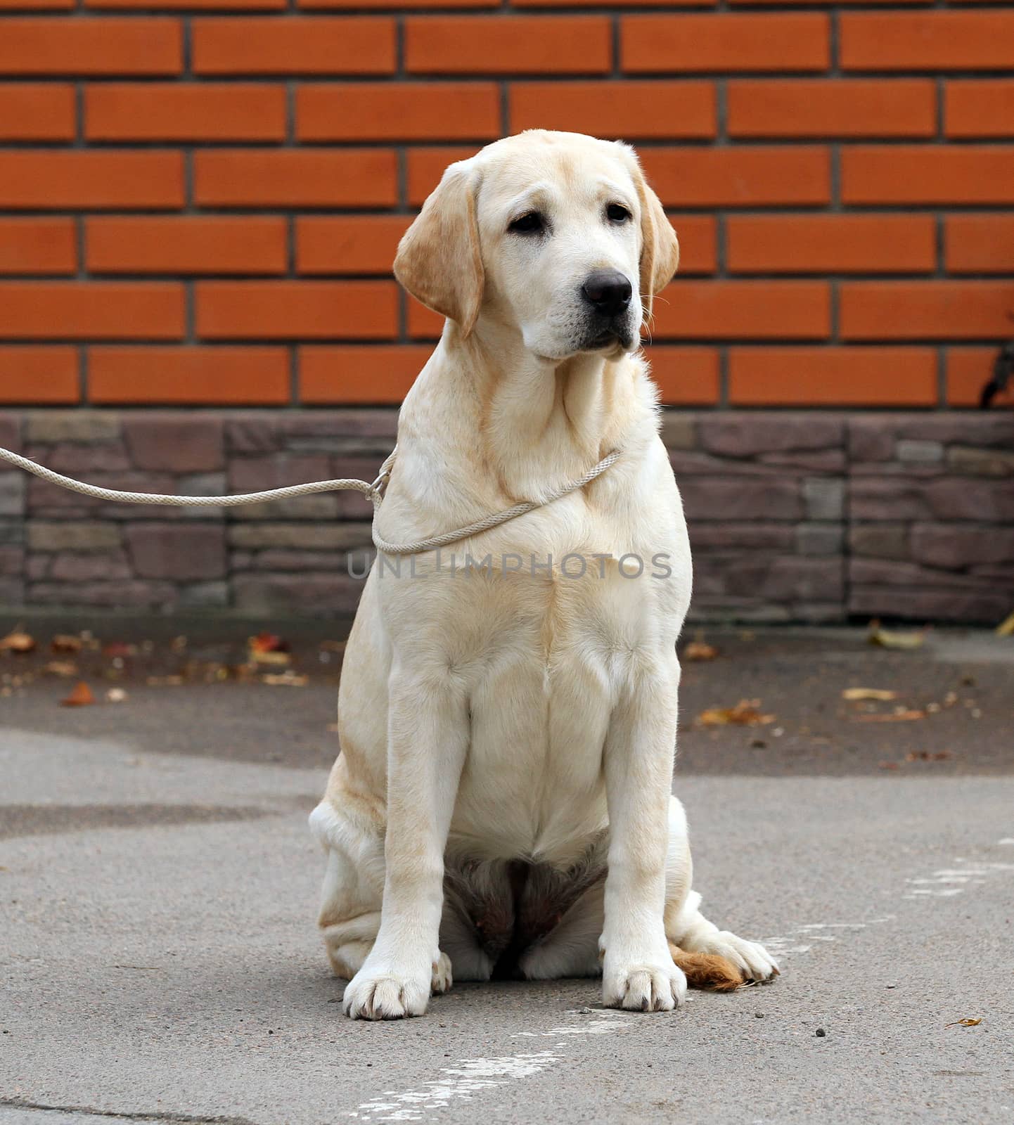 a yellow labrador sitting in the park