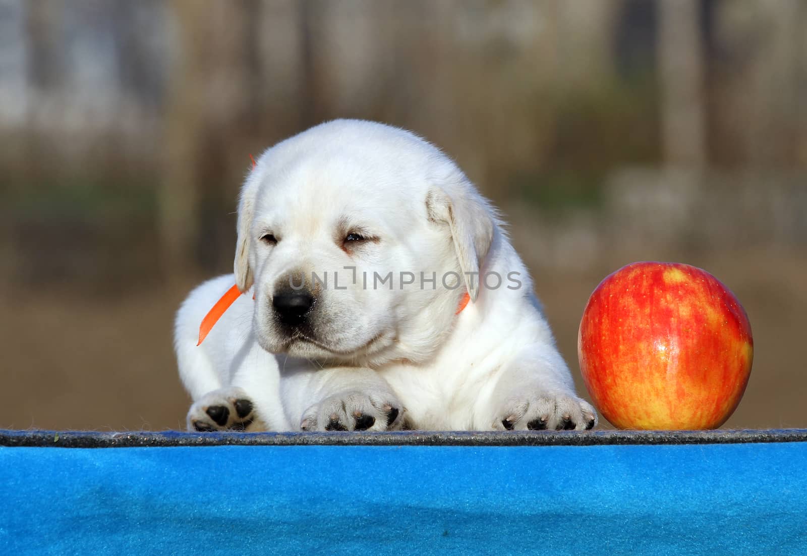 a sweet little labrador puppy on a blue background