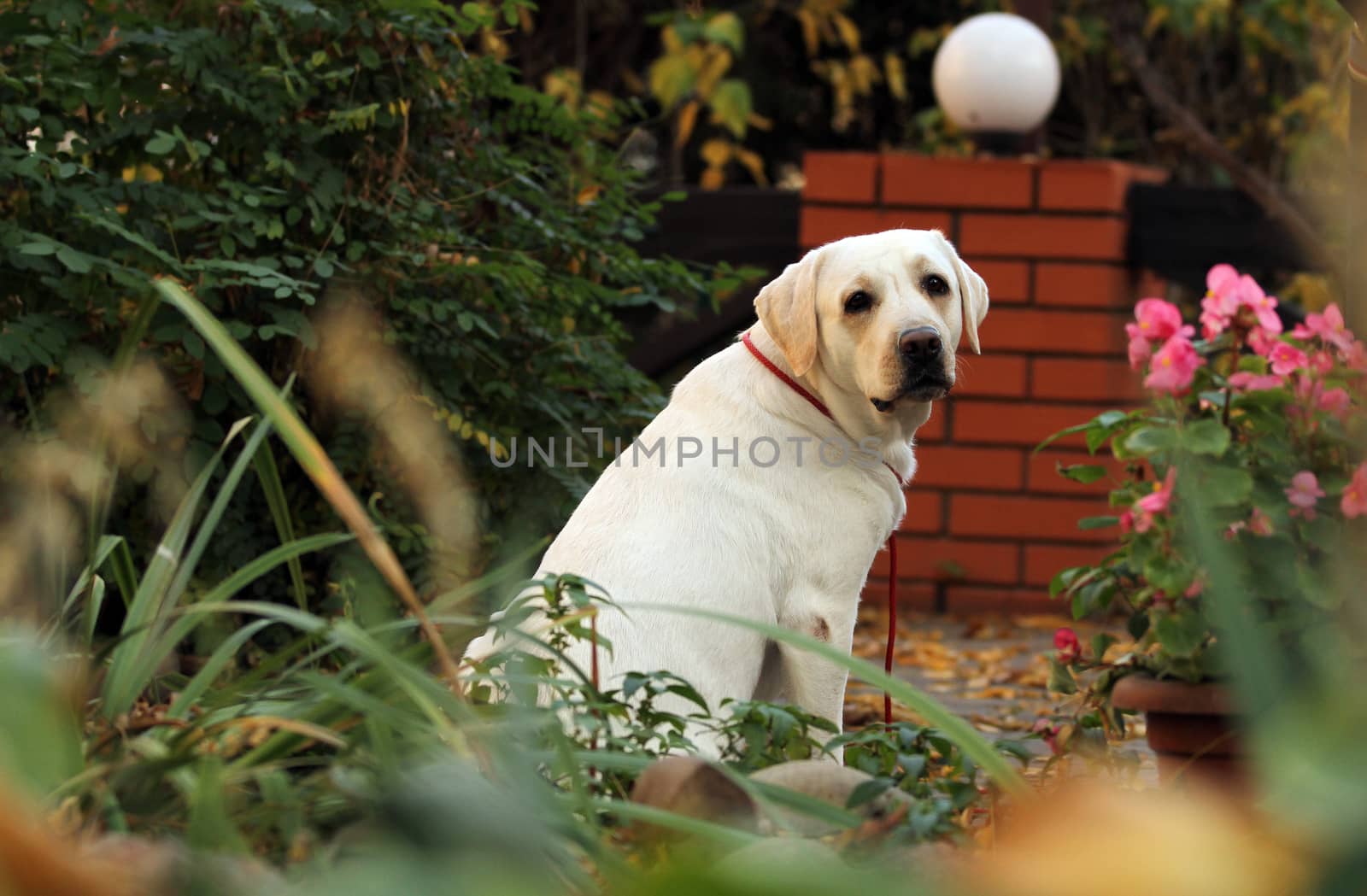 the yellow labrador sitting in the park