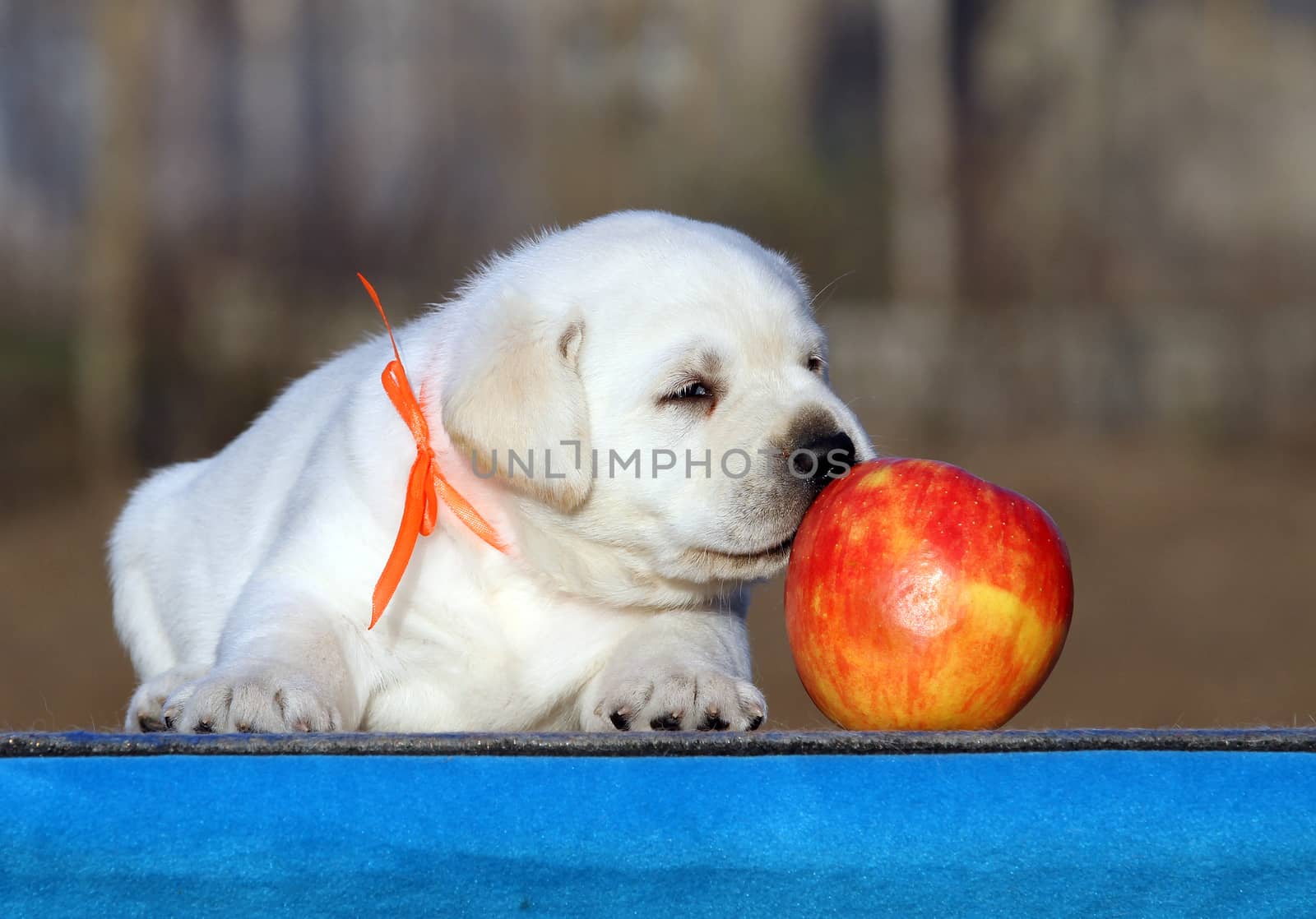 little labrador puppy on a blue background