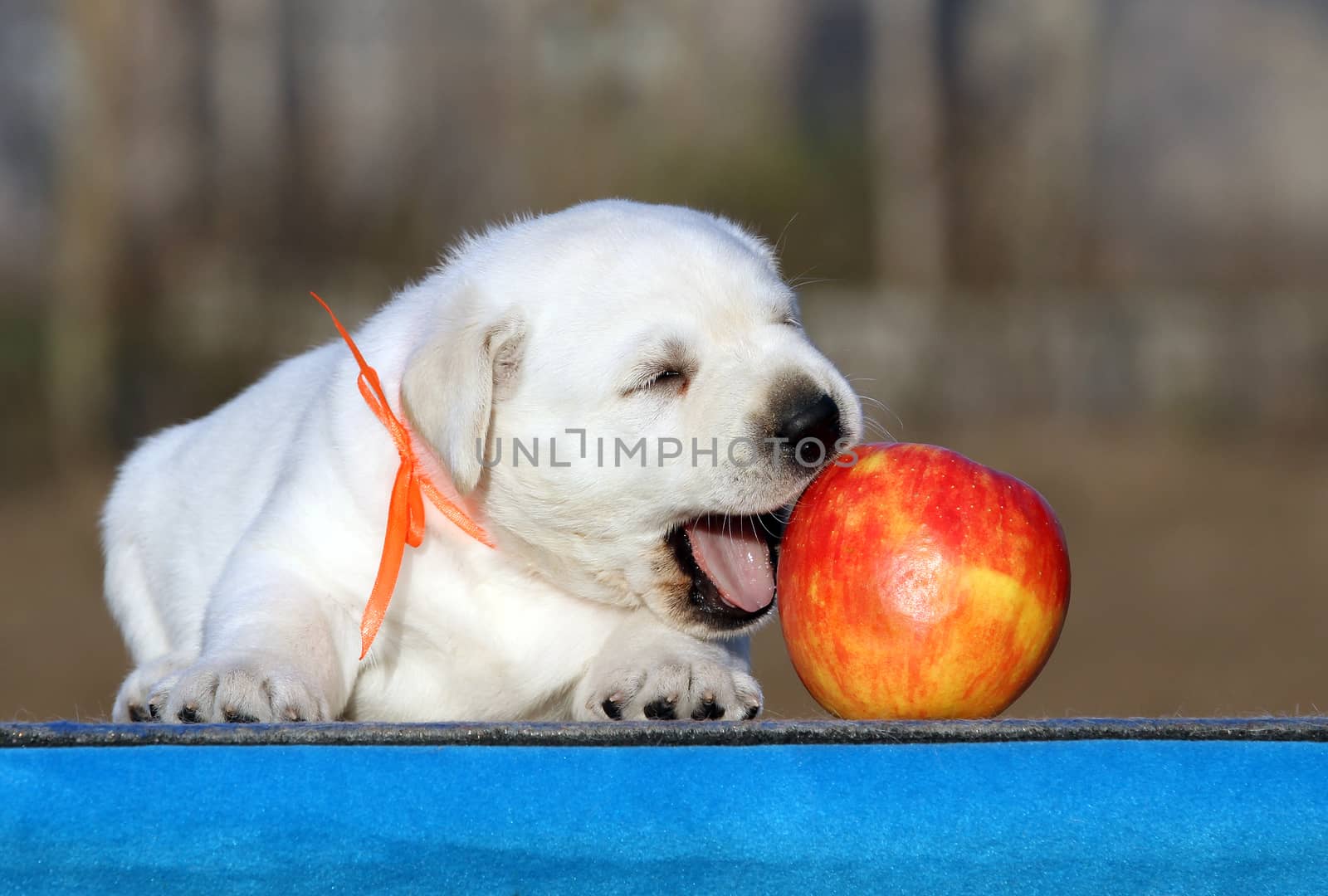 a little labrador puppy on a blue background