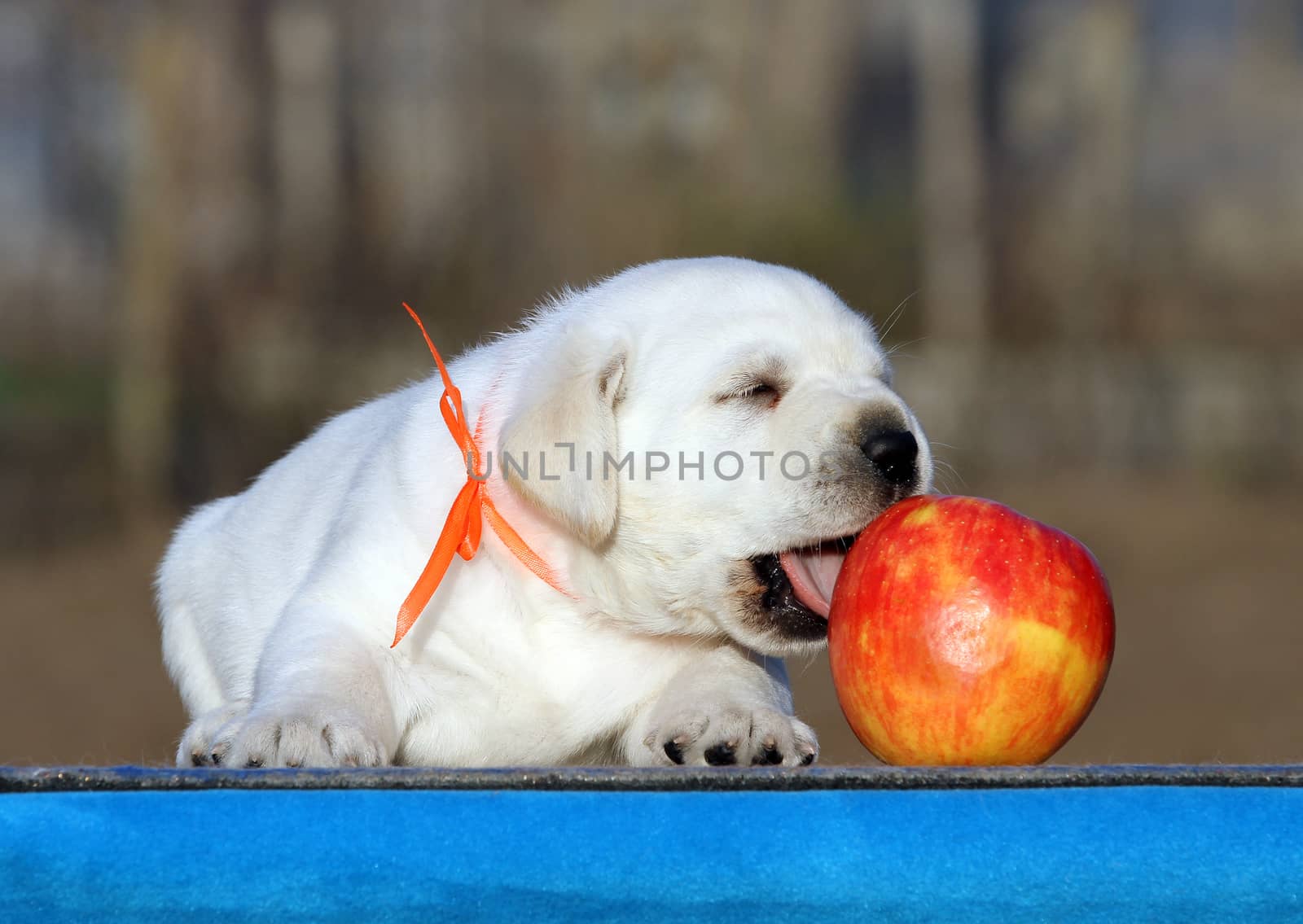 the little labrador puppy on a blue background