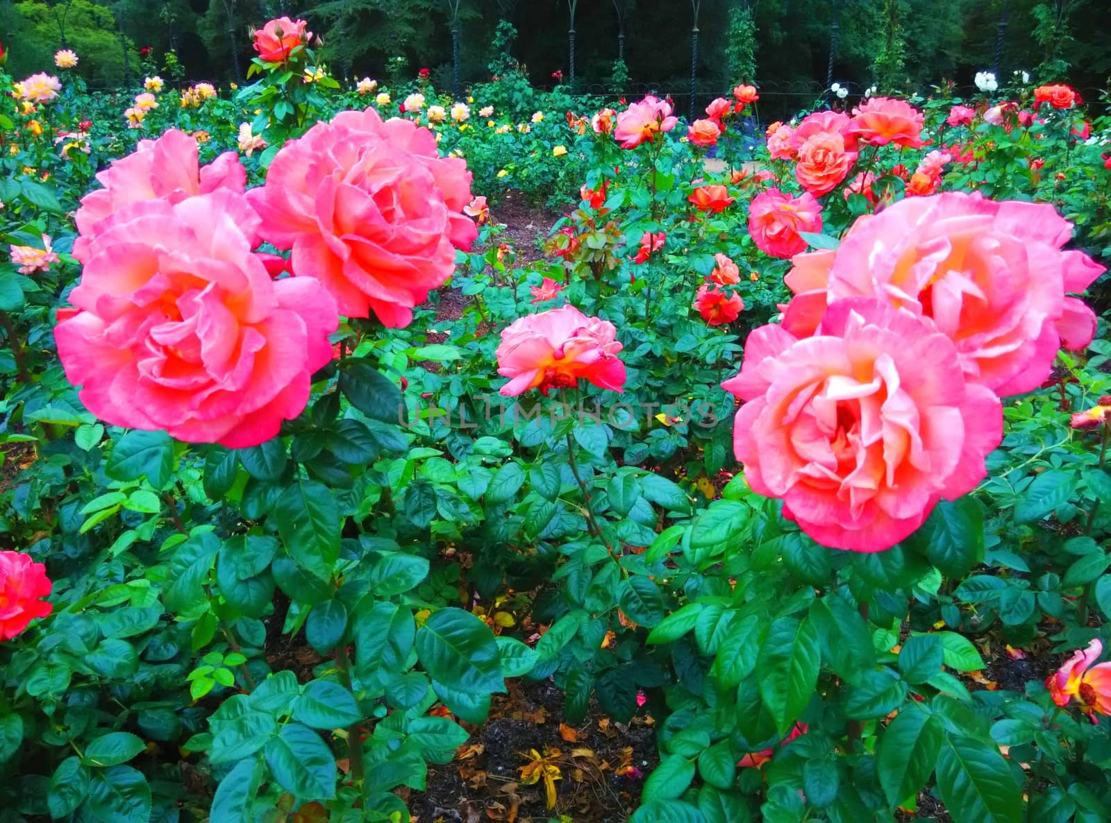 roses in the garden