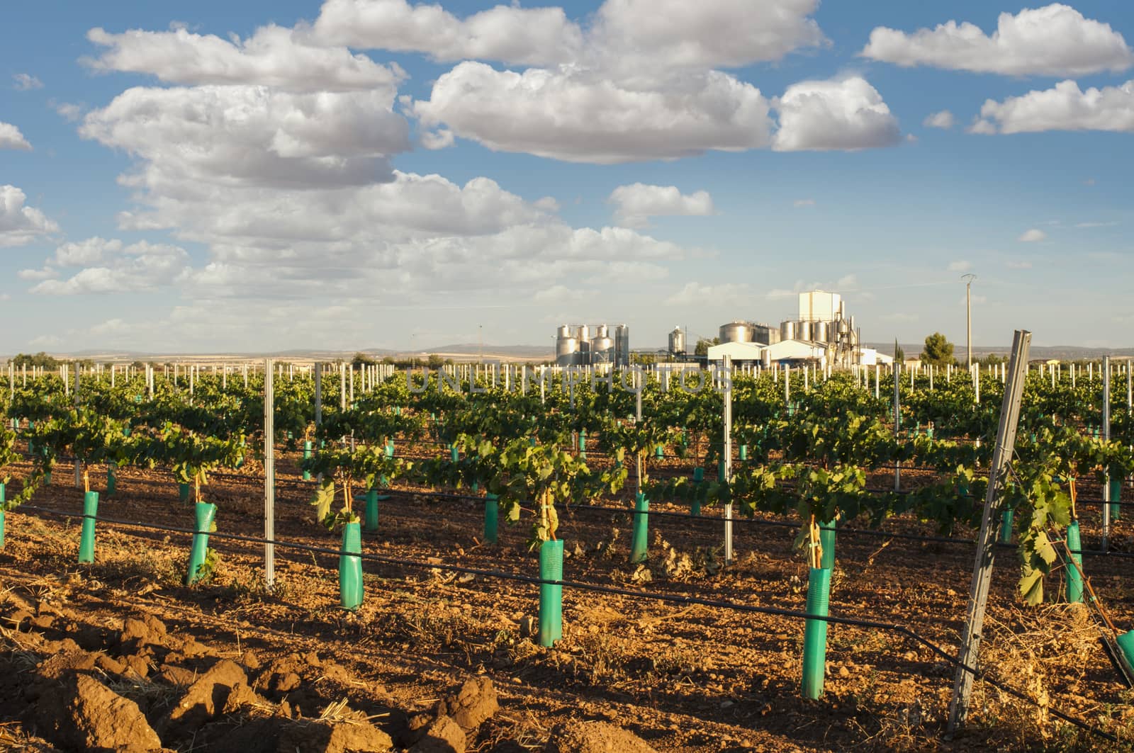 Young vineyards and wine fabric on the background.Small vines