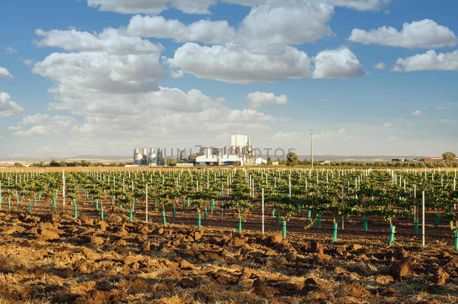 Young vineyards and wine fabric on the background.Small vines