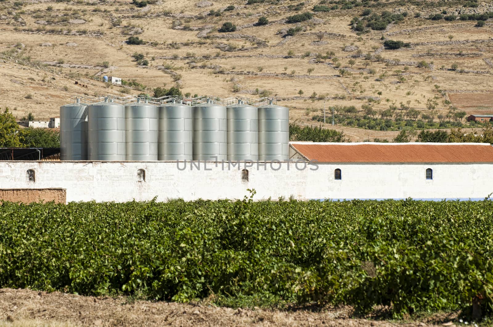 Vineyards and winery factory on the background.Digester tanks