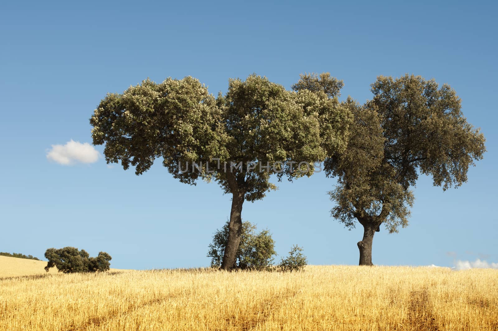 Acorns trees and blue sky background