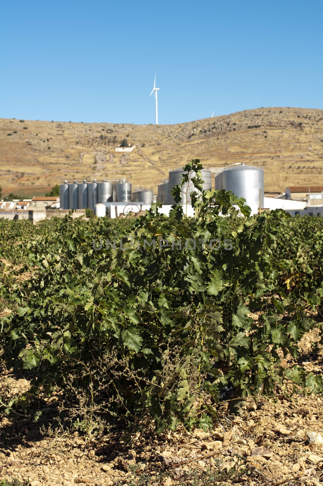 Vineyards and winery factory on the background.Digester tanks