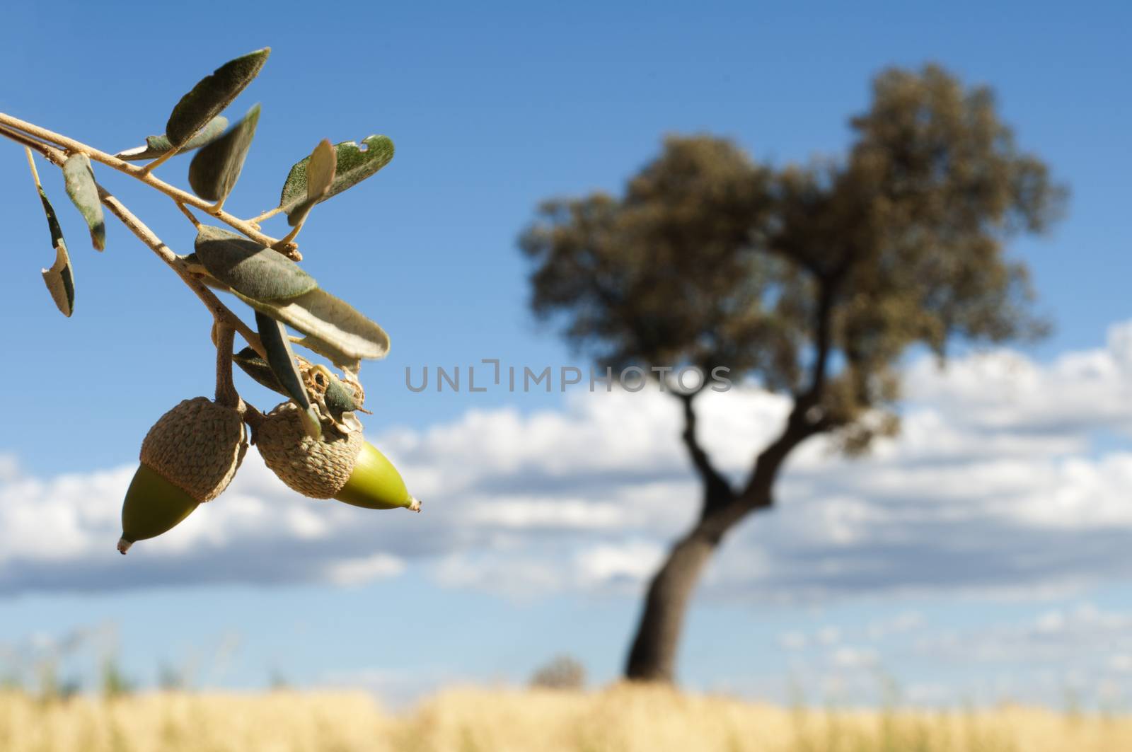 Acorns tree and arcons close up