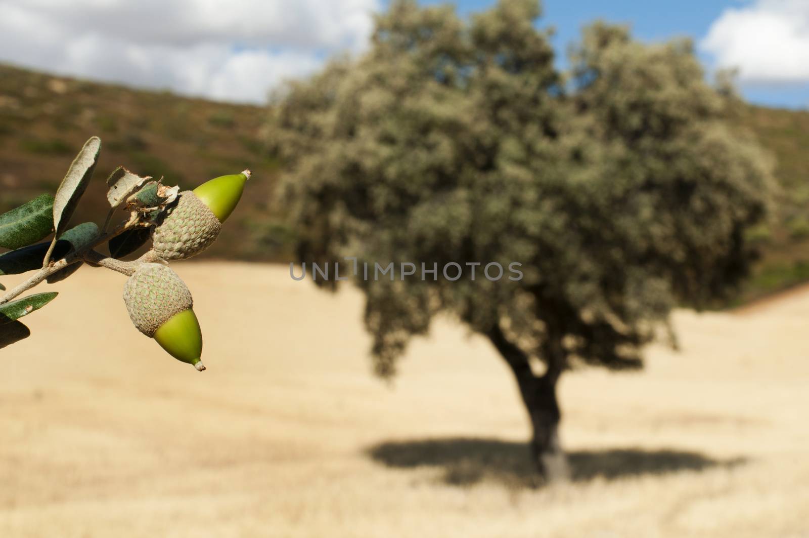 Acorns tree and arcons close up