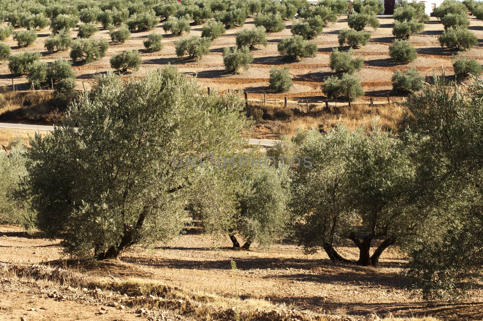 Olive trees in a row. Plantation and cloudy sky