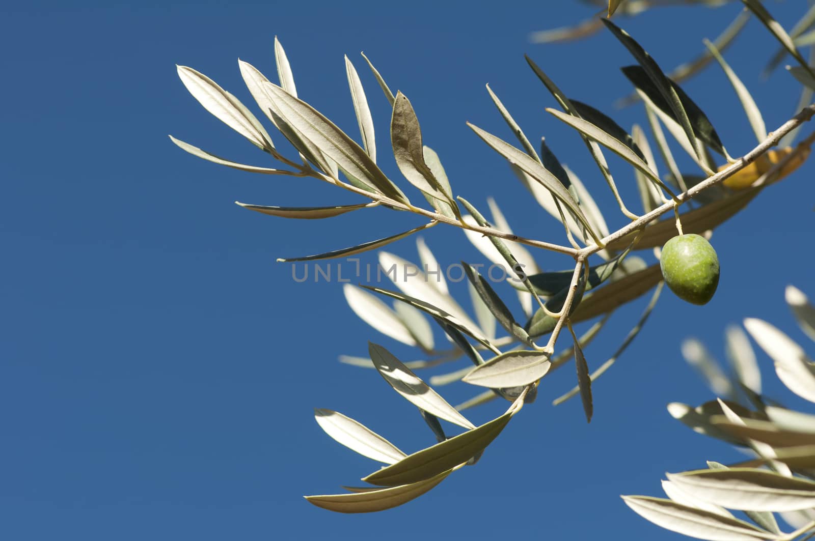 Olives on a branch. Close up green olives on a tree.