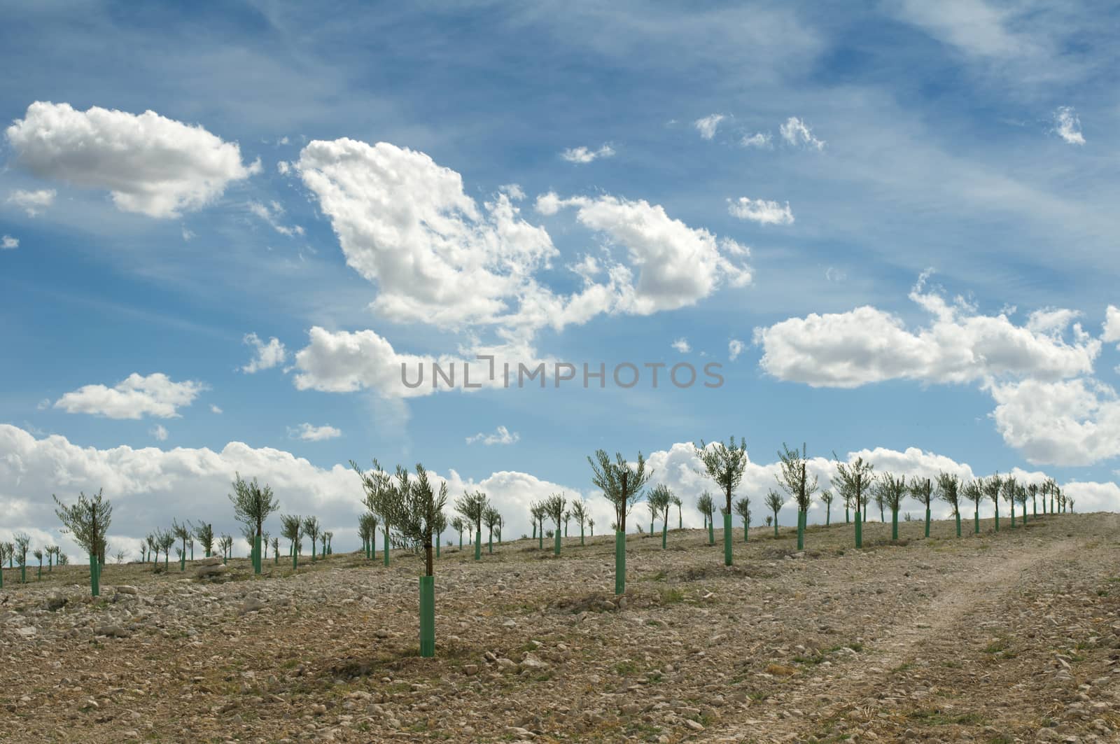 Small olive trees in a row. Yang olive plantation.