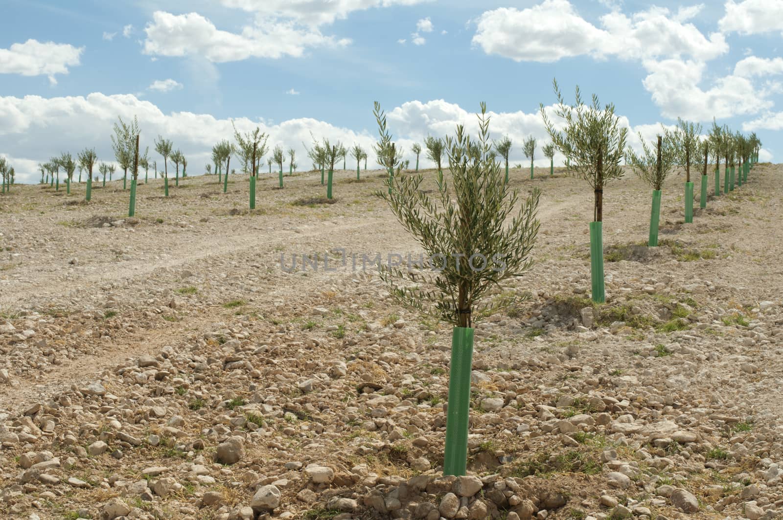 Small olive trees in a row. Yang olive plantation.