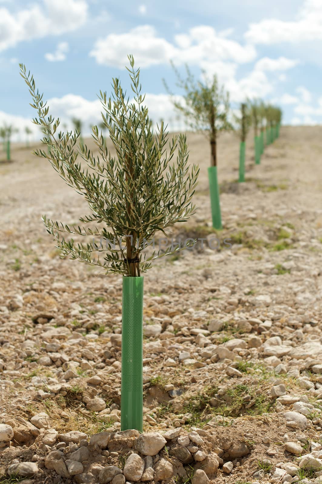 Small olive trees in a row. Yang olive plantation.