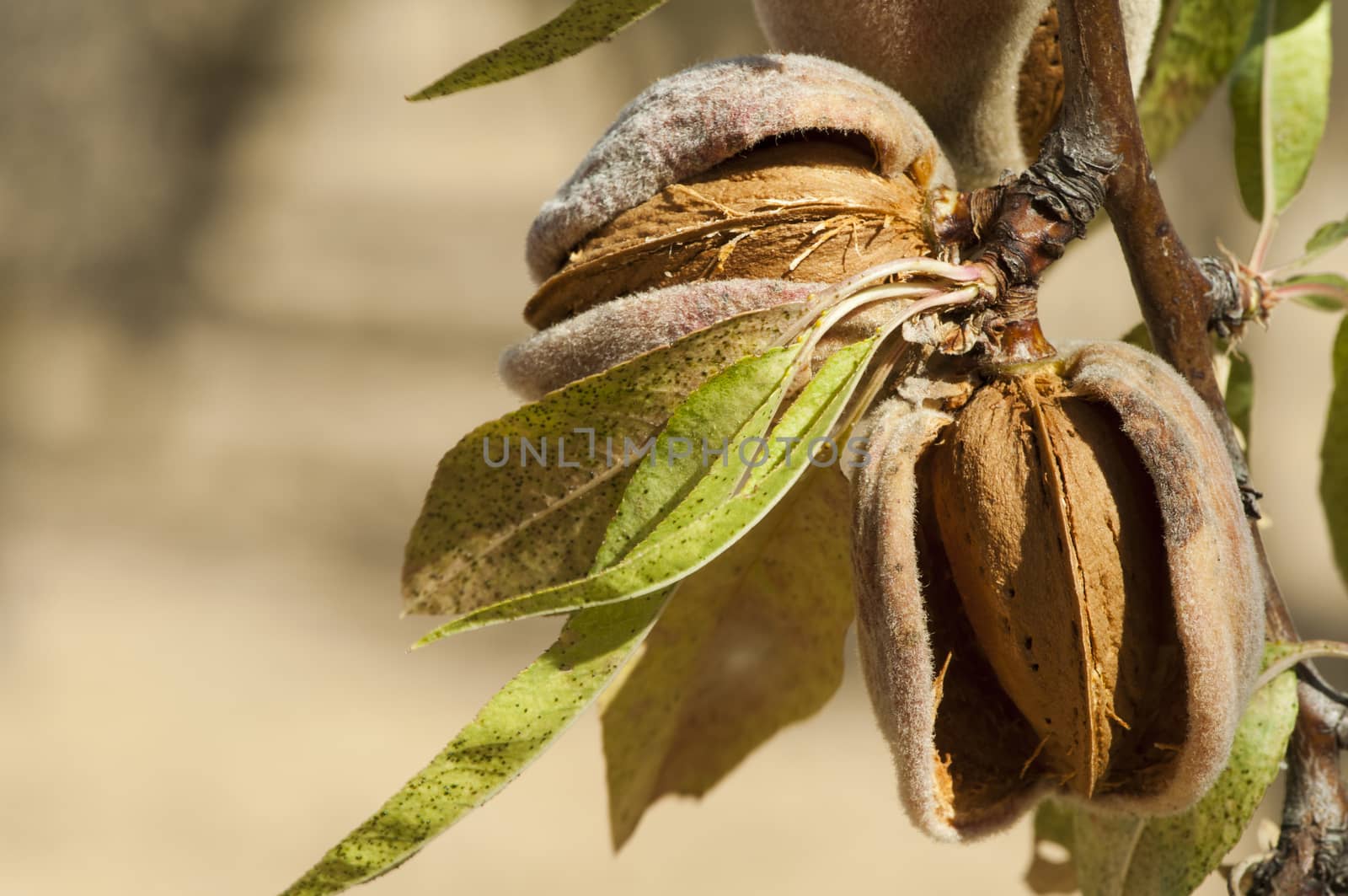 Nearly ripe almonds on branch