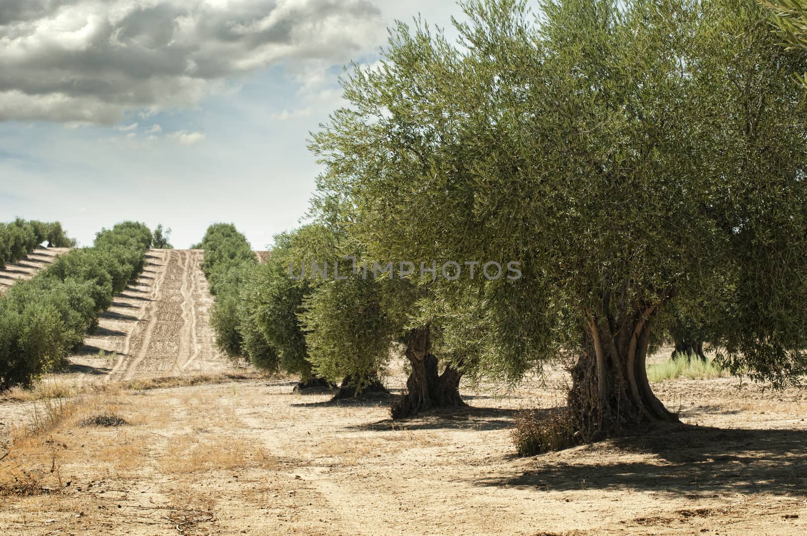 Olive trees in a row. Plantation and cloudy sky