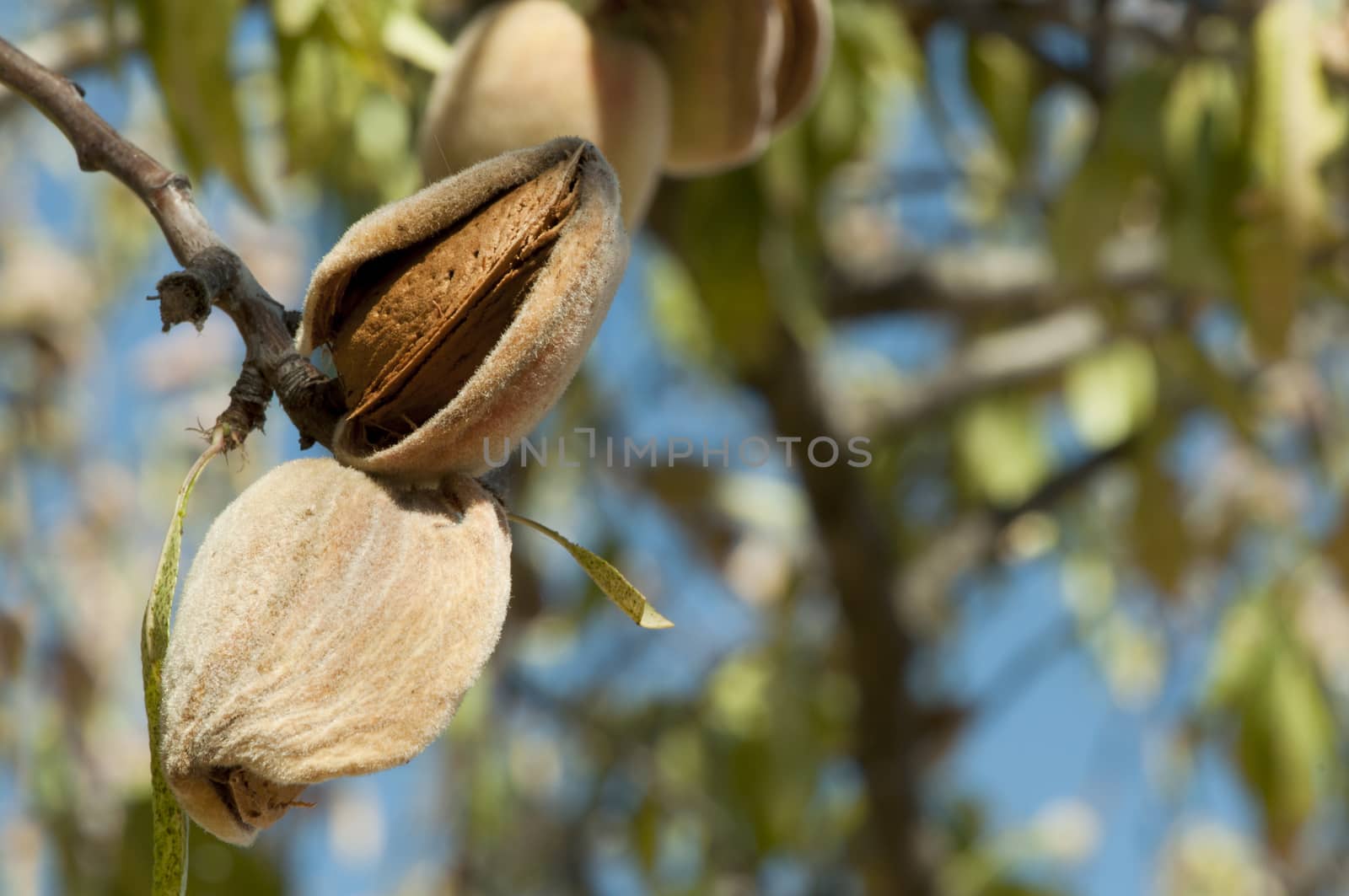 Nearly ripe almonds on branch