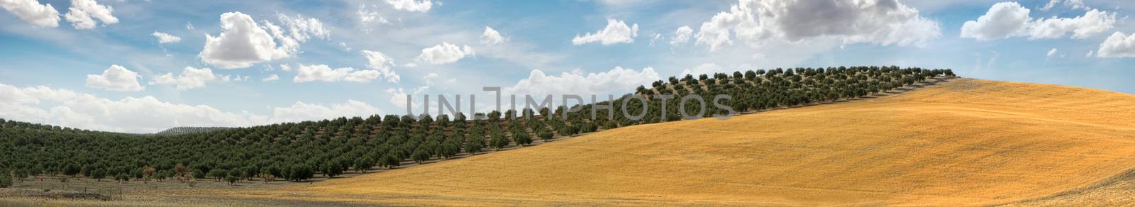 Panoramic image of olive plantation and cloudy sky. Trees on rows
