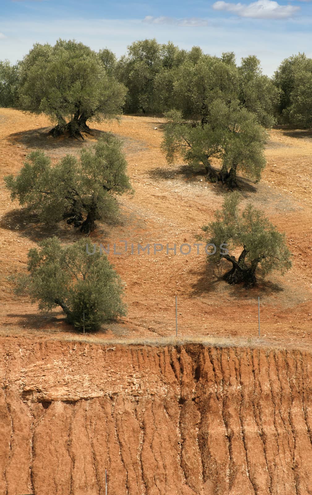 Olive plantation and cloudy sky. Trees on rows