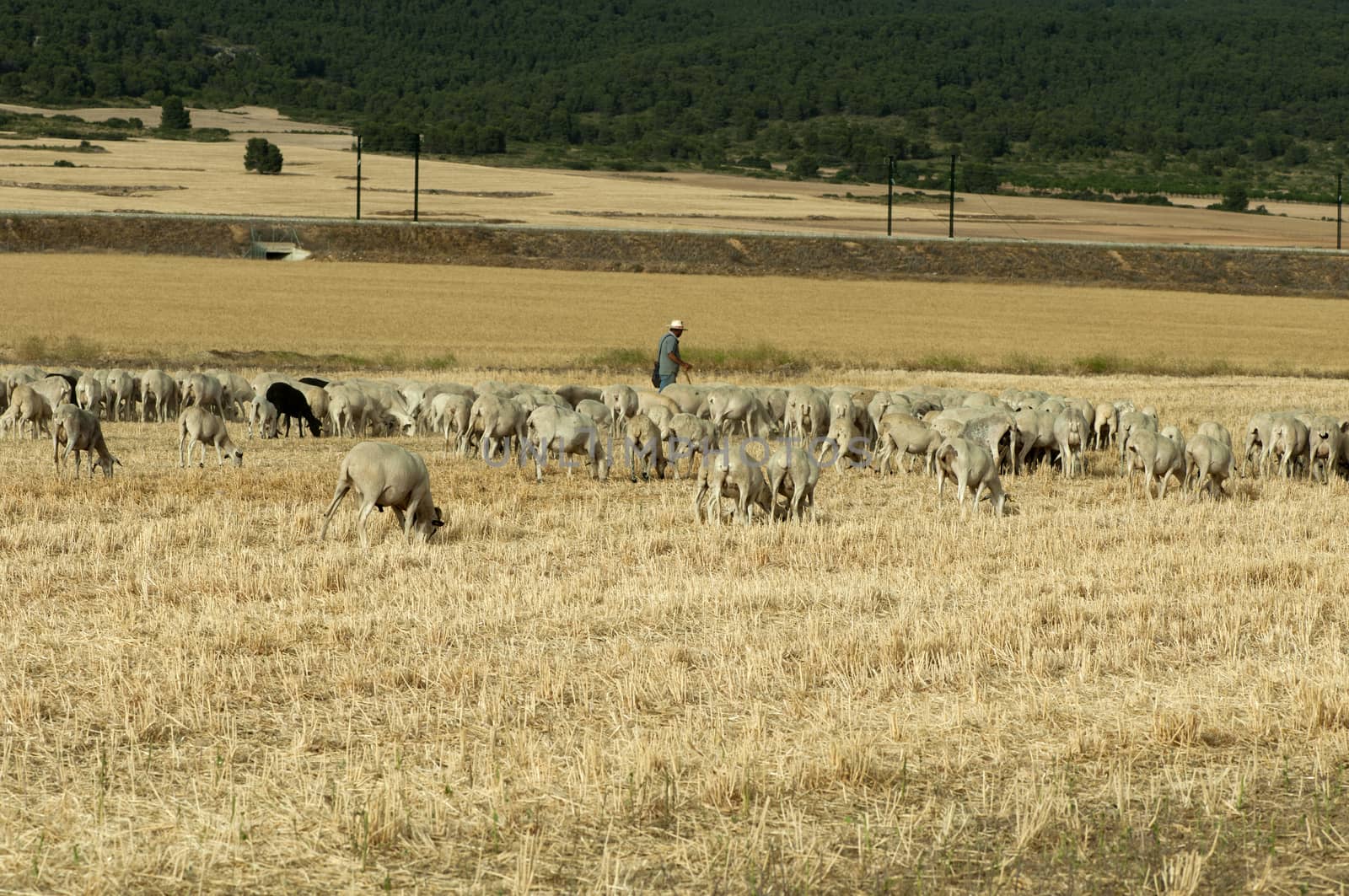 Herd of sheep and shepherd