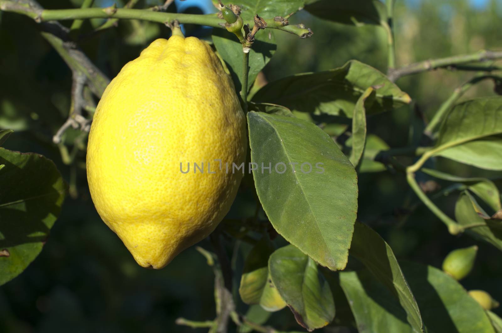 Lemon fruit on branch on the tree