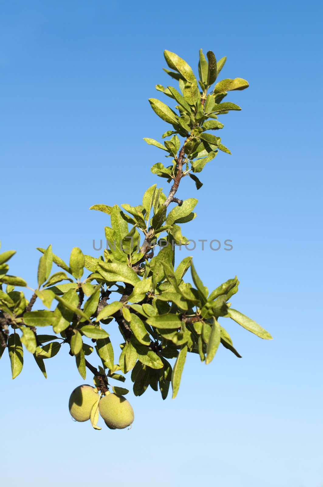 Almond fruit on the branch. Blue sky