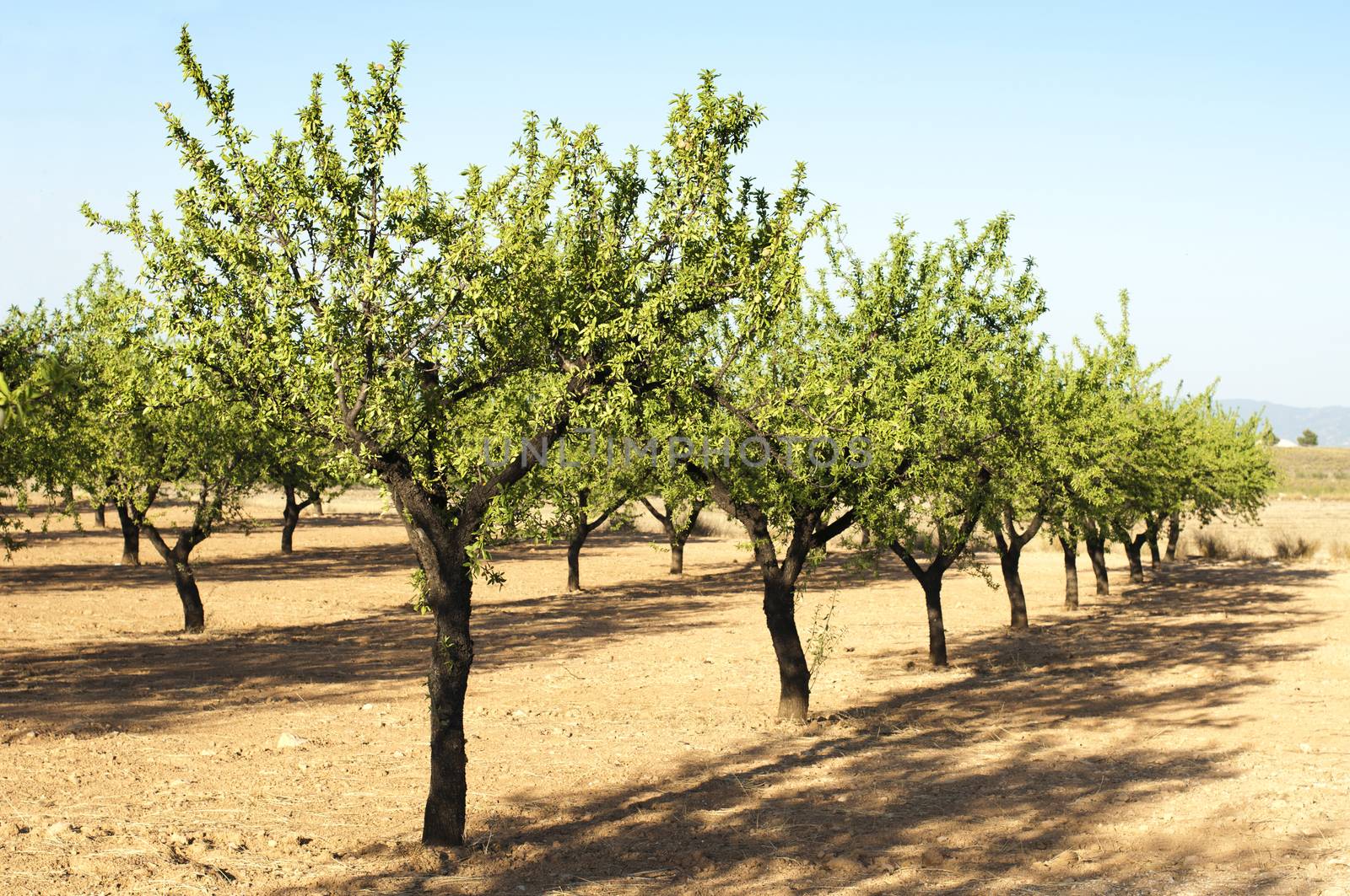 Almond plantation trees. Blue sky