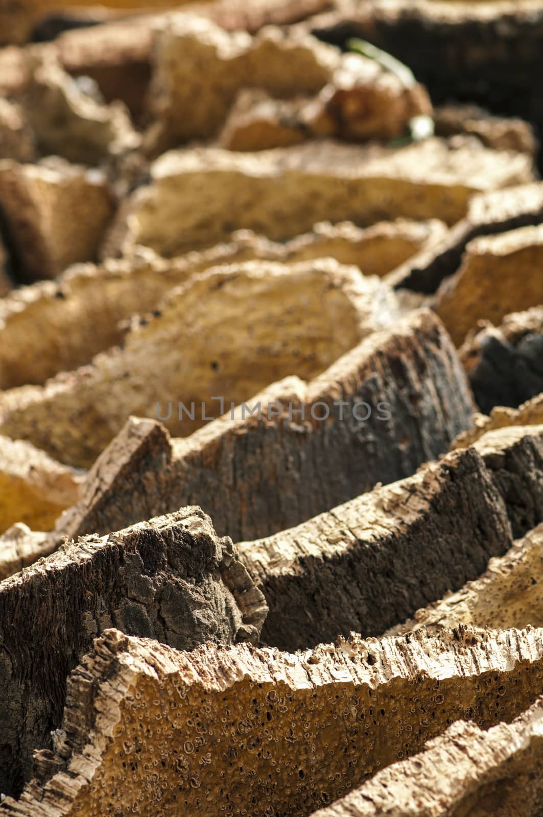 Cork crust. Natural piece of wood