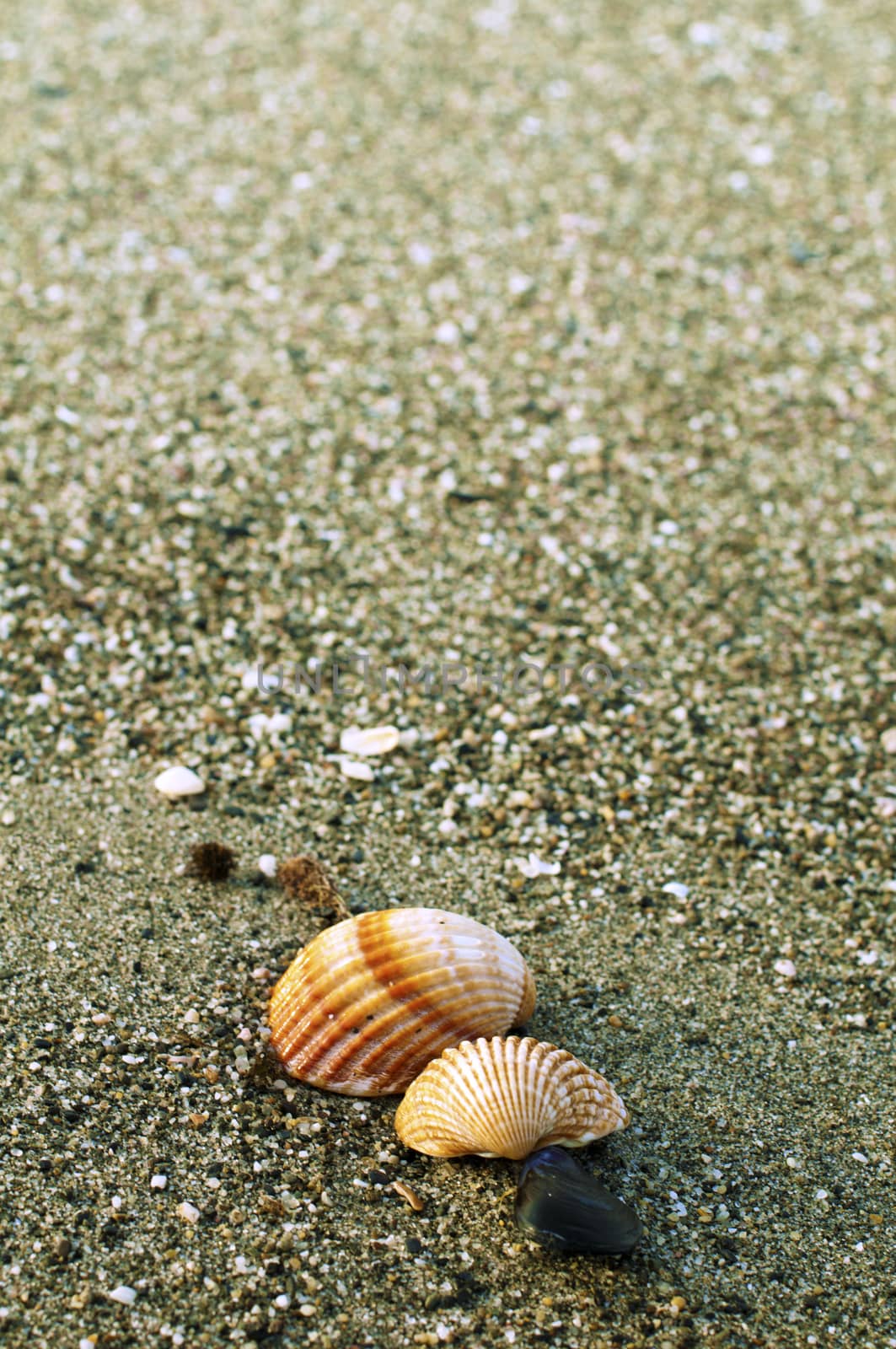 Beach sand and shells by deyan_georgiev