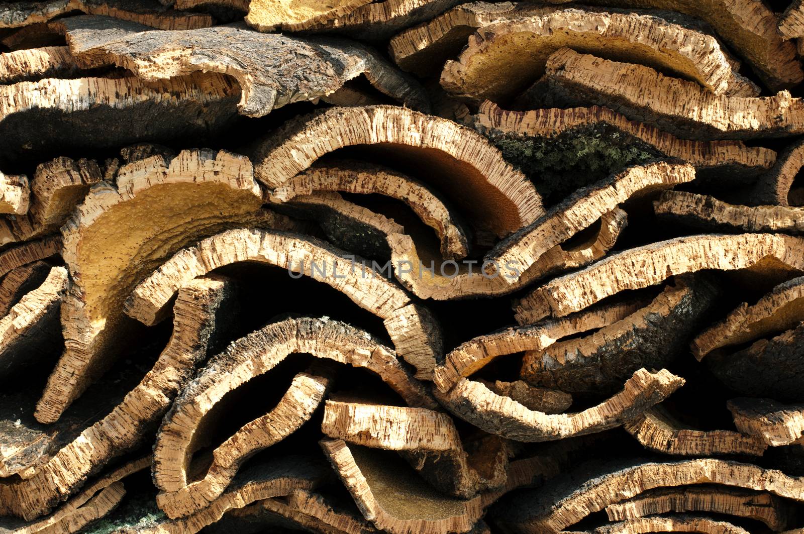 Cork crust. Natural piece of wood