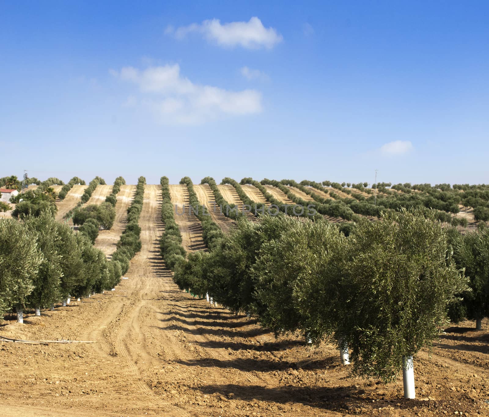 Young olive trees. Newly planted trees in the plantation