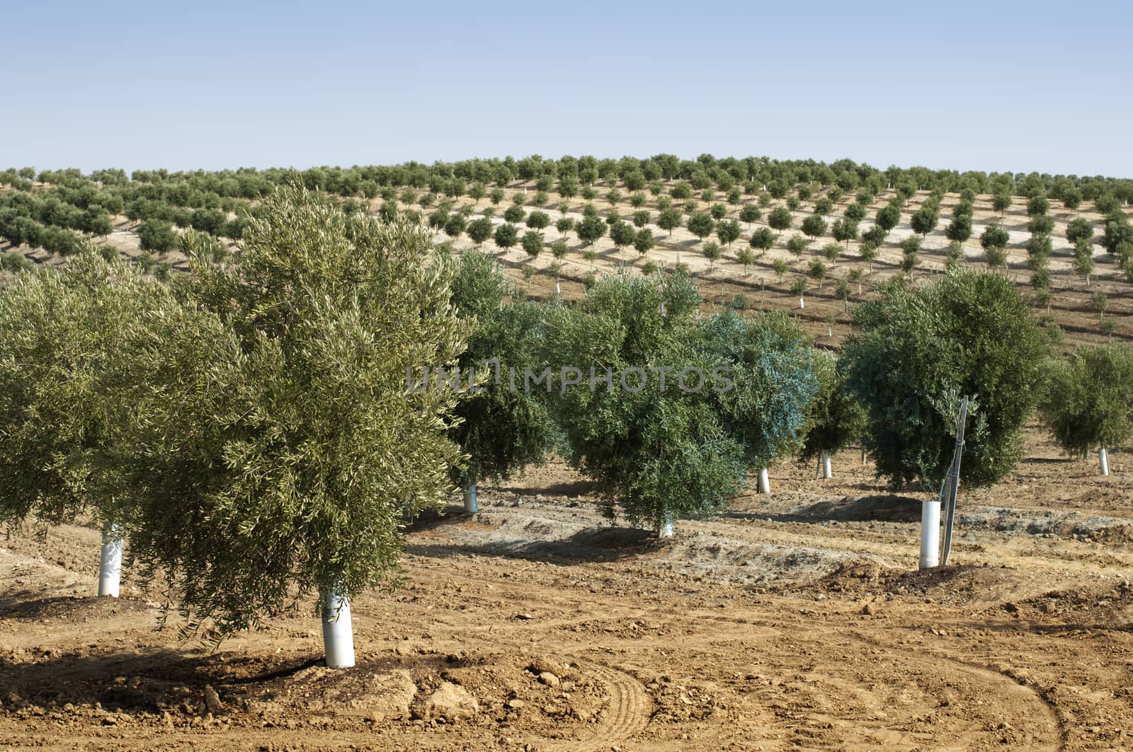 Young olive trees by deyan_georgiev